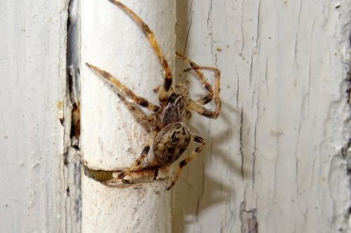 Réf. 253 735 : Larinioides sclopetarius